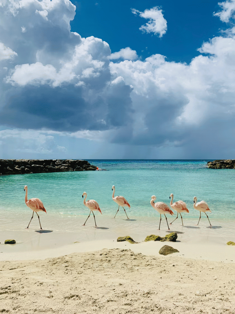 Flamingos wading along a sandy beach with turquoise water and dramatic clouds above.