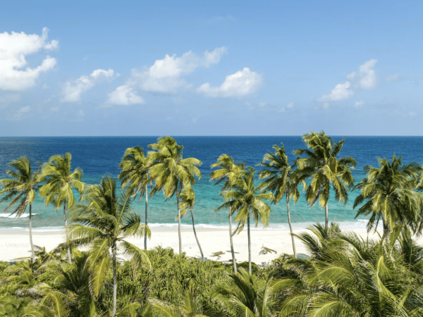 Tropical beach with white sand, turquoise water, and tall green palm trees in the foreground under a blue sky.